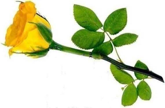Yellow rose for Thanks
